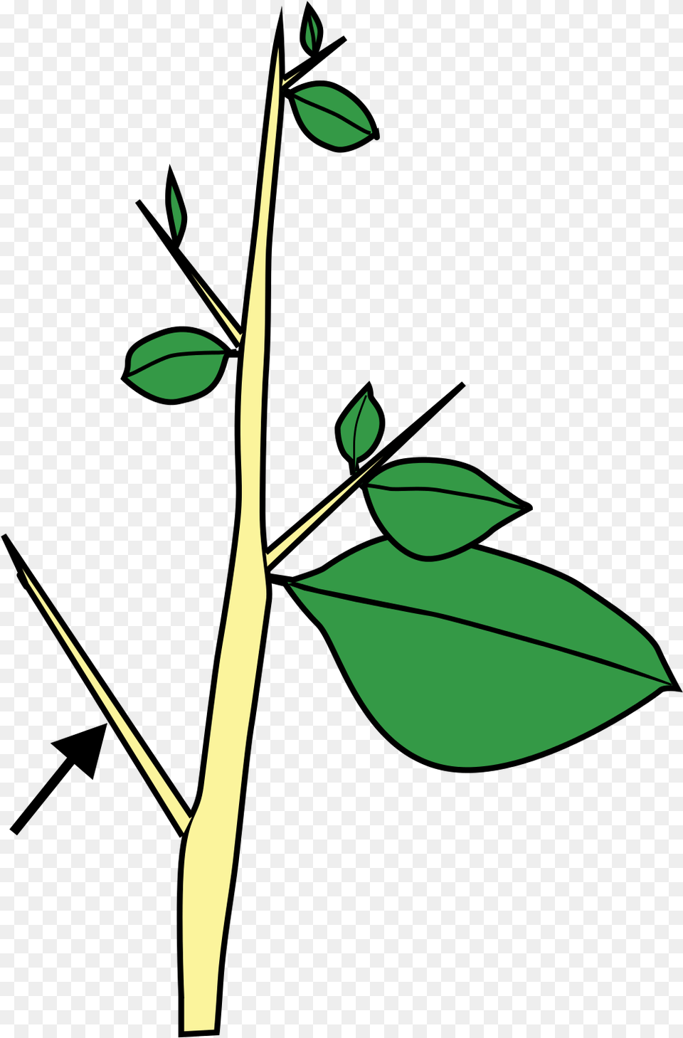 Thorn Bush Clipart, Green, Leaf, Plant, Tree Free Png