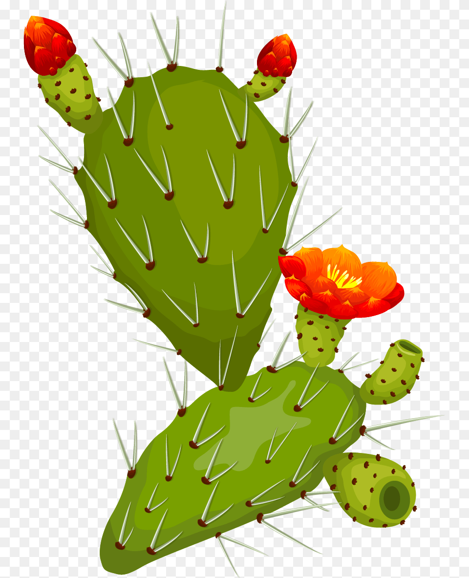 Thorn Fig, Cactus, Plant Free Png