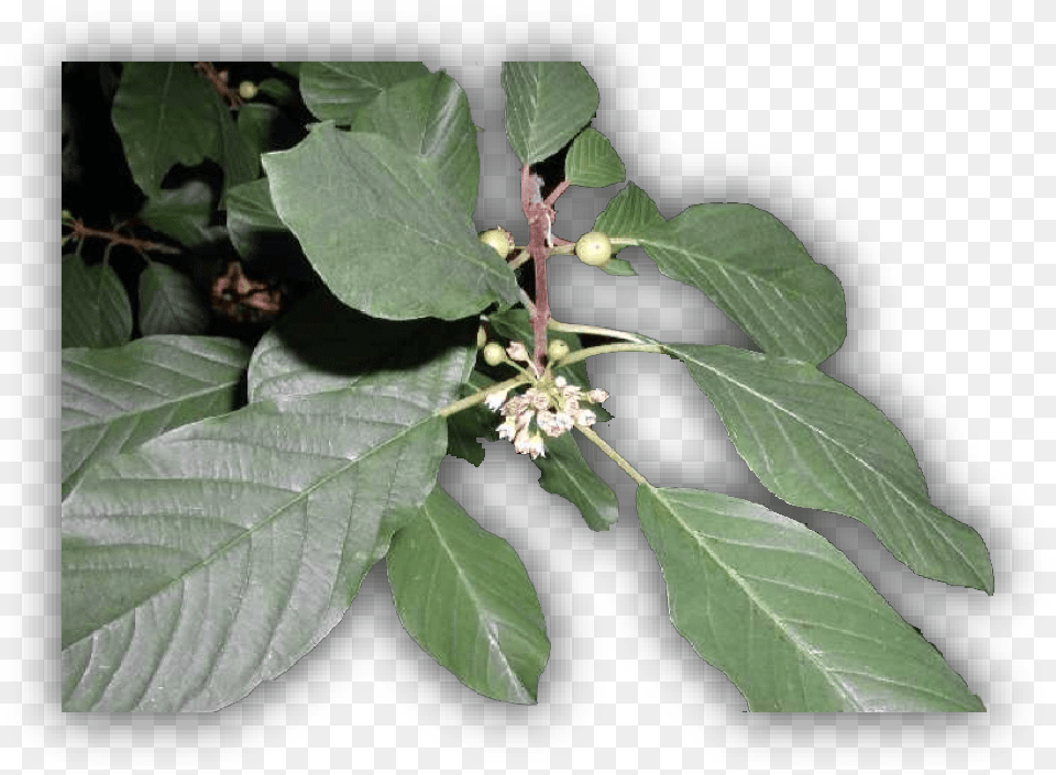 Thorn Vine, Grass, Leaf, Plant, Tree Free Transparent Png