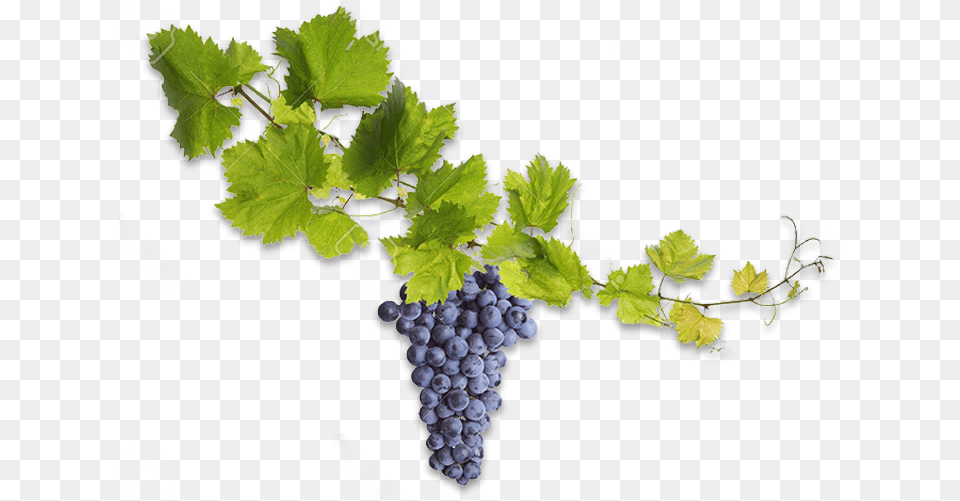 Thorn Vine, Food, Fruit, Grapes, Plant Free Transparent Png