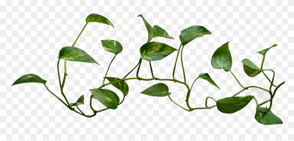 Thorn Vine Leaf, Plant, Potted Plant Png Image