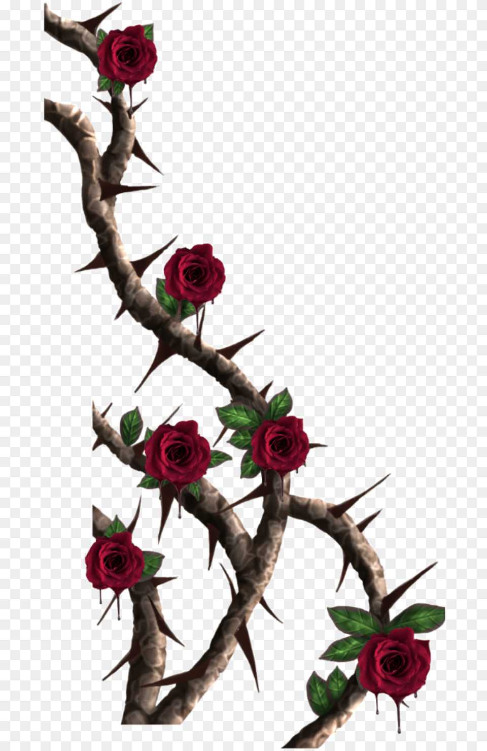 Thorn Vine Transparent Cartoons Roses With Thorns, Flower, Flower Arrangement, Plant, Rose Png