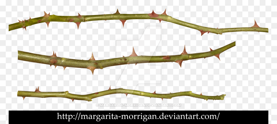 Thorns Of Roses, Leaf, Plant, Tree, Animal Png