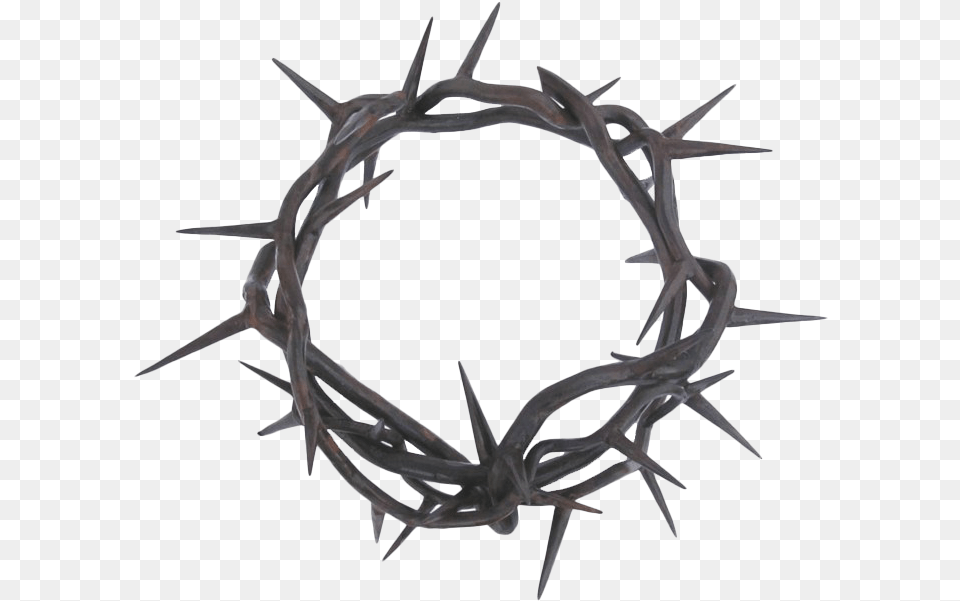 Thorns Photos Crown Of Thorns, Antler, Animal, Fish, Sea Life Png Image