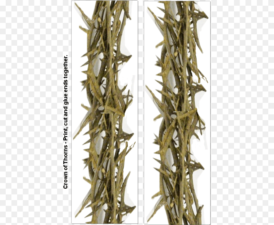Thorns Spines And Prickles, Plant, Wood, Antler Free Png Download