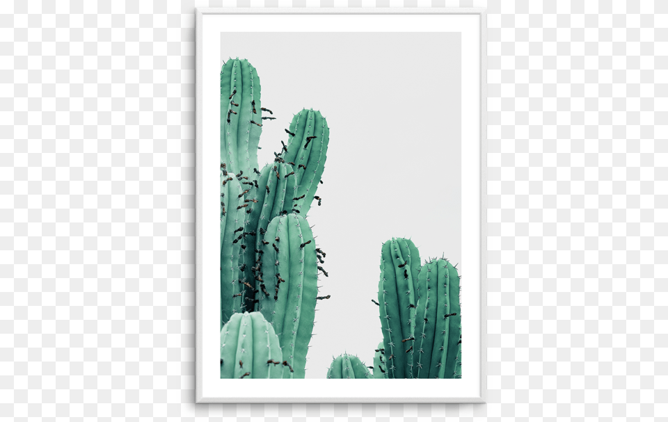 Thorns Spines And Prickles, Cactus, Plant Free Transparent Png