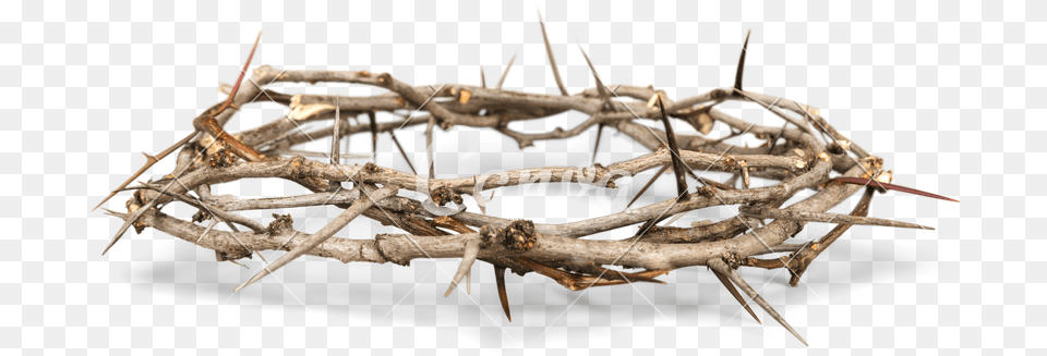 Thorns Transparent Background Snow, Wood, Animal, Insect, Invertebrate Free Png