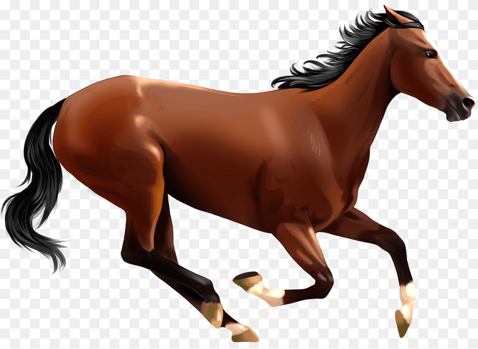 Thoroughbred Horse Clipart, Animal, Colt Horse, Mammal, Stallion Png Image