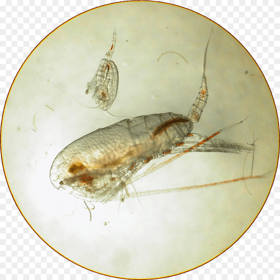 Those Phytoplankton Are Eaten By Tiny Animals Called Copepod Under Microscope, Animal, Insect, Invertebrate, Flea Png