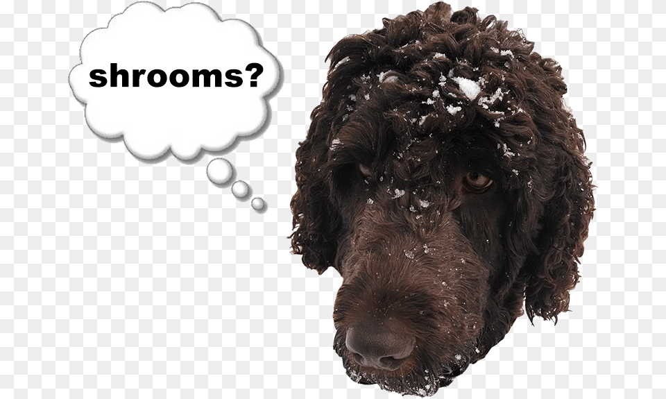 Thought Bubbles Standard Poodle, Animal, Canine, Dog, Mammal Free Png