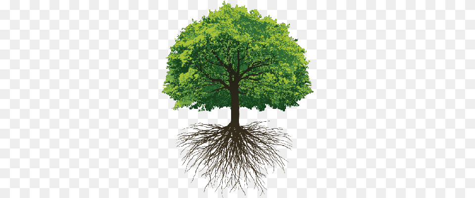 Thoughts Transparent Oak Tree With Roots, Plant, Root, Sycamore Png Image