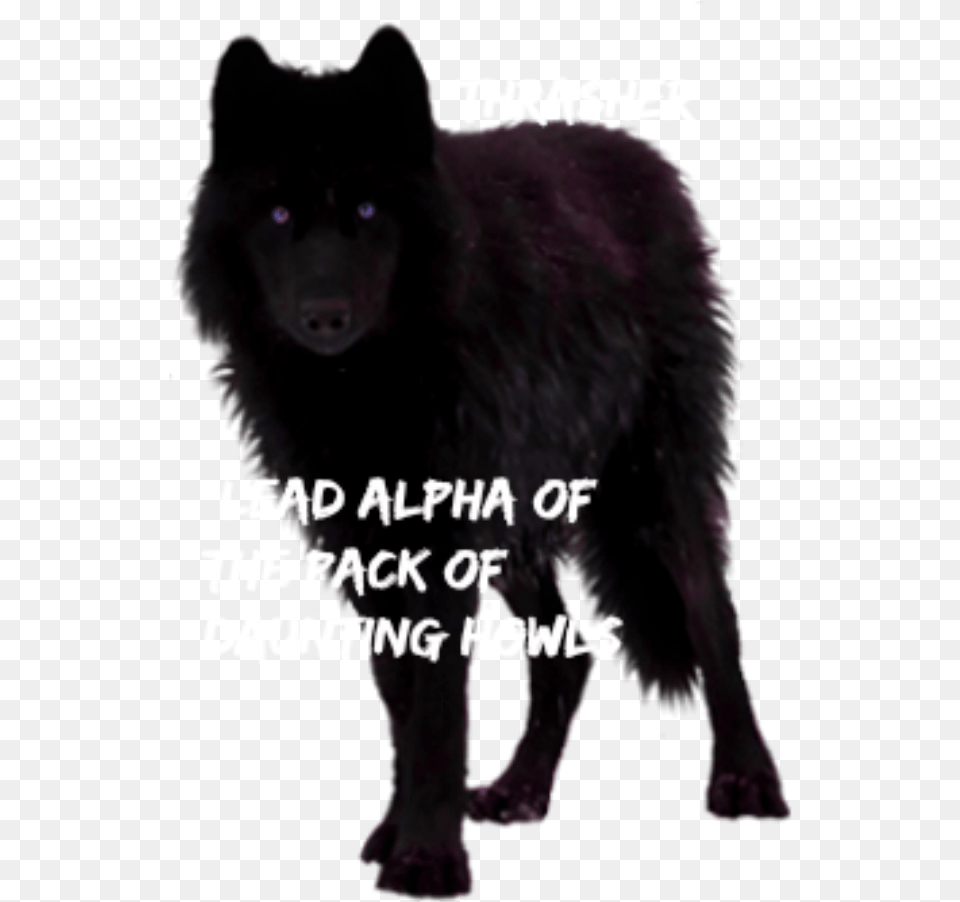 Thrasher Wolf, Animal, Mammal, Canine, Dog Png