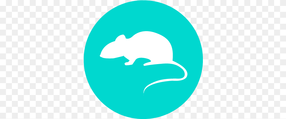 Threats Rat, Mouse, Computer Hardware, Electronics, Hardware Free Png