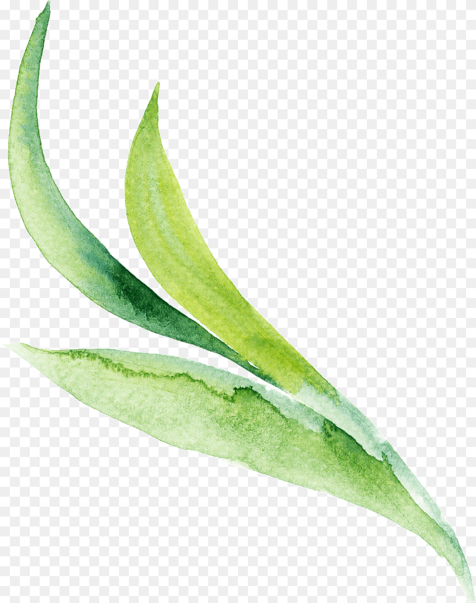 Three Aloe Cartoon Transparents Download Vector, Leaf, Plant Free Png