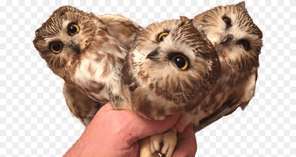 Three Baby Owls In Hand For Psbattle Parliament Of Owls, Animal, Bird, Owl Free Transparent Png