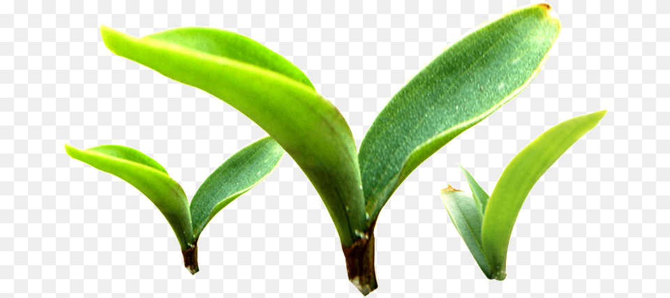 Three Buds Sprouting Plants Transparent Plant Vector, Leaf, Bud, Flower, Sprout Png Image