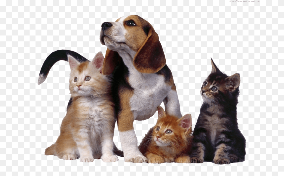 Three Cats And One Dog, Animal, Canine, Cat, Kitten Free Png Download
