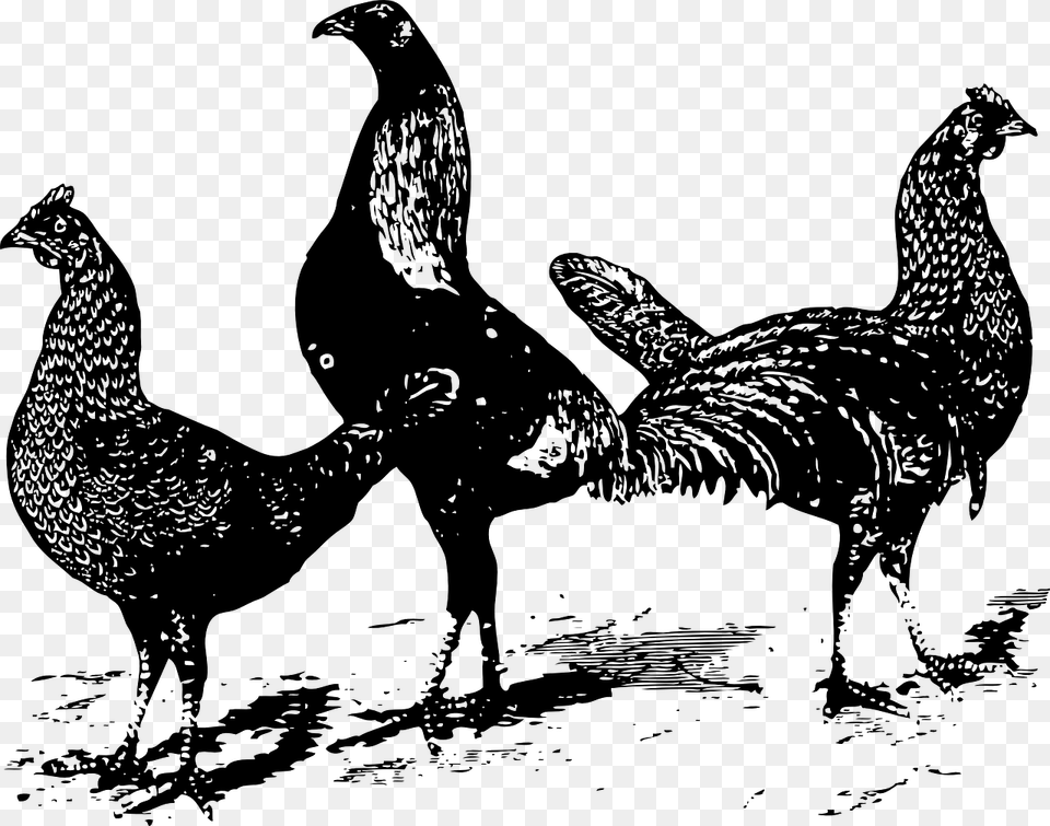 Three Chicken Clipart Black And White, Gray Free Png