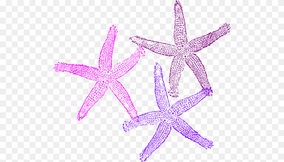 Three Clip Art At Clker Com Online 3 Starfish Clip Art, Animal, Invertebrate, Sea Life, Kangaroo Free Png