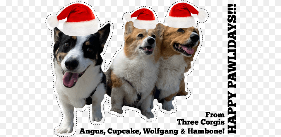 Three Corgis Official Blog Costume Hat, Animal, Canine, Dog, Mammal Png