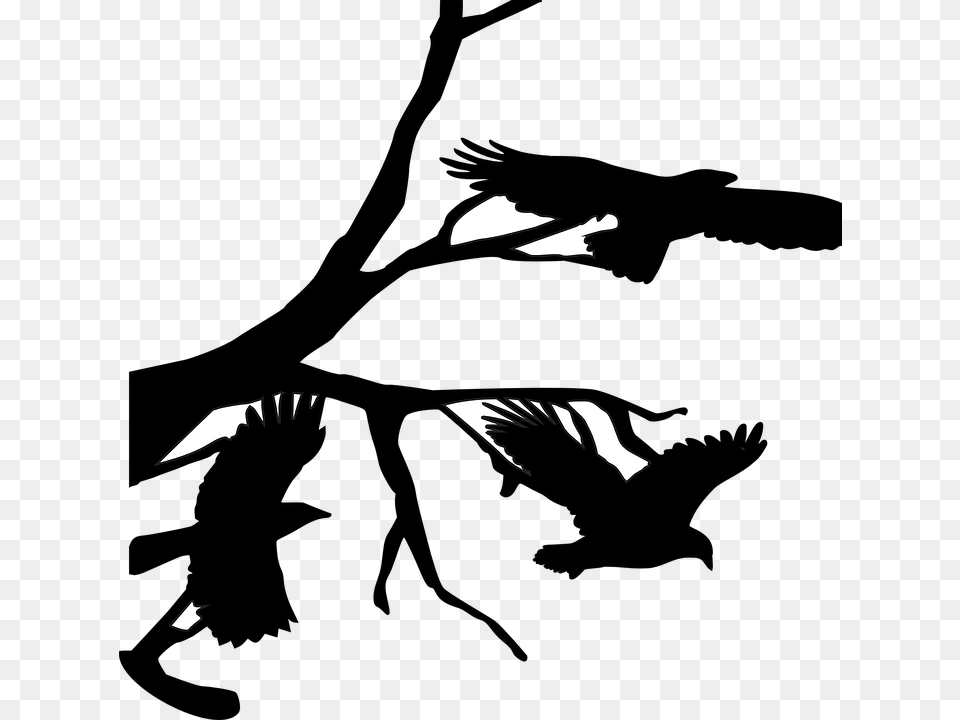 Three Crows Raven Crow On Branch Silhouette, Animal, Bird, Stencil, Clothing Free Transparent Png