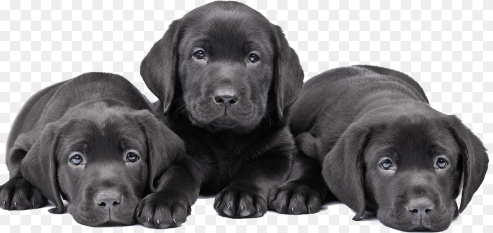 Three Cute Puppy Black Lab Black Labrador Puppy Three, Animal, Canine, Dog, Labrador Retriever Free Transparent Png