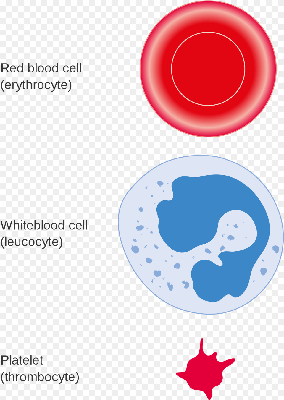 Three Different Types Of Blood Cells Free Png