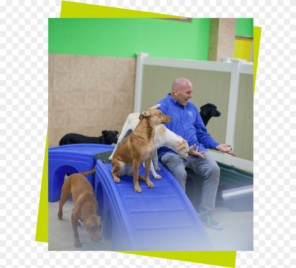 Three Dogs On A Blue Play Structure With A Sitting Companion Dog, Adult, Pet, Person, Man Free Transparent Png