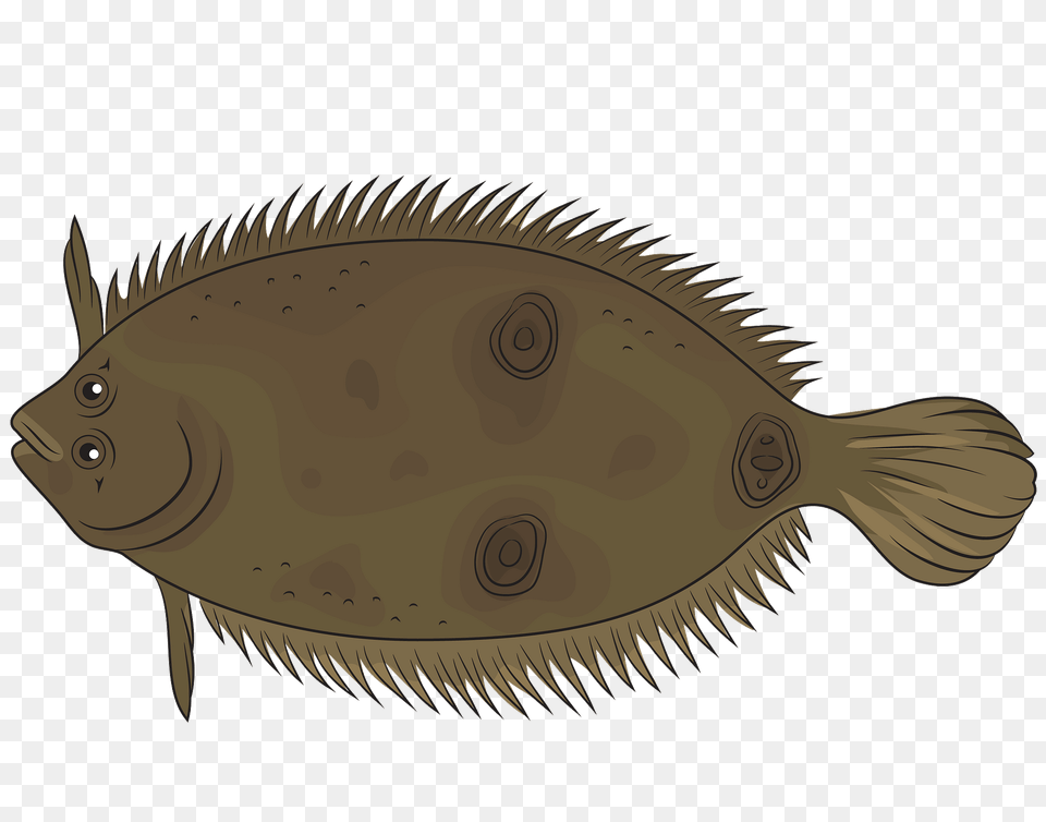 Three Eye Flounder Clipart, Animal, Fish, Sea Life, Halibut Free Transparent Png