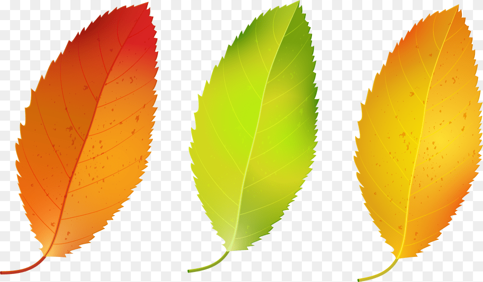 Three Fall Leaves Image Gallery Yopriceville Fall Leaves Clipart, Leaf, Plant, Tree Free Transparent Png