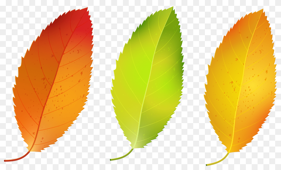 Three Fall Leaves Set Clipart, Leaf, Plant, Herbal, Herbs Free Transparent Png