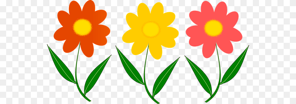 Three Flower Daisy, Petal, Plant, Dahlia Free Png