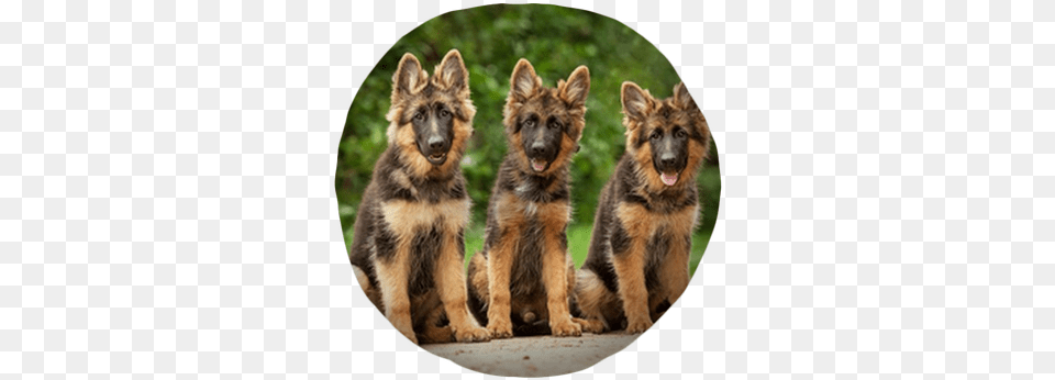 Three German Shepherd Puppies Tufted Floor Pillow Traits For A German Shepherd, Animal, Canine, Dog, German Shepherd Free Png