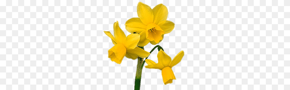 Three Headed Daffodil, Flower, Plant Png Image