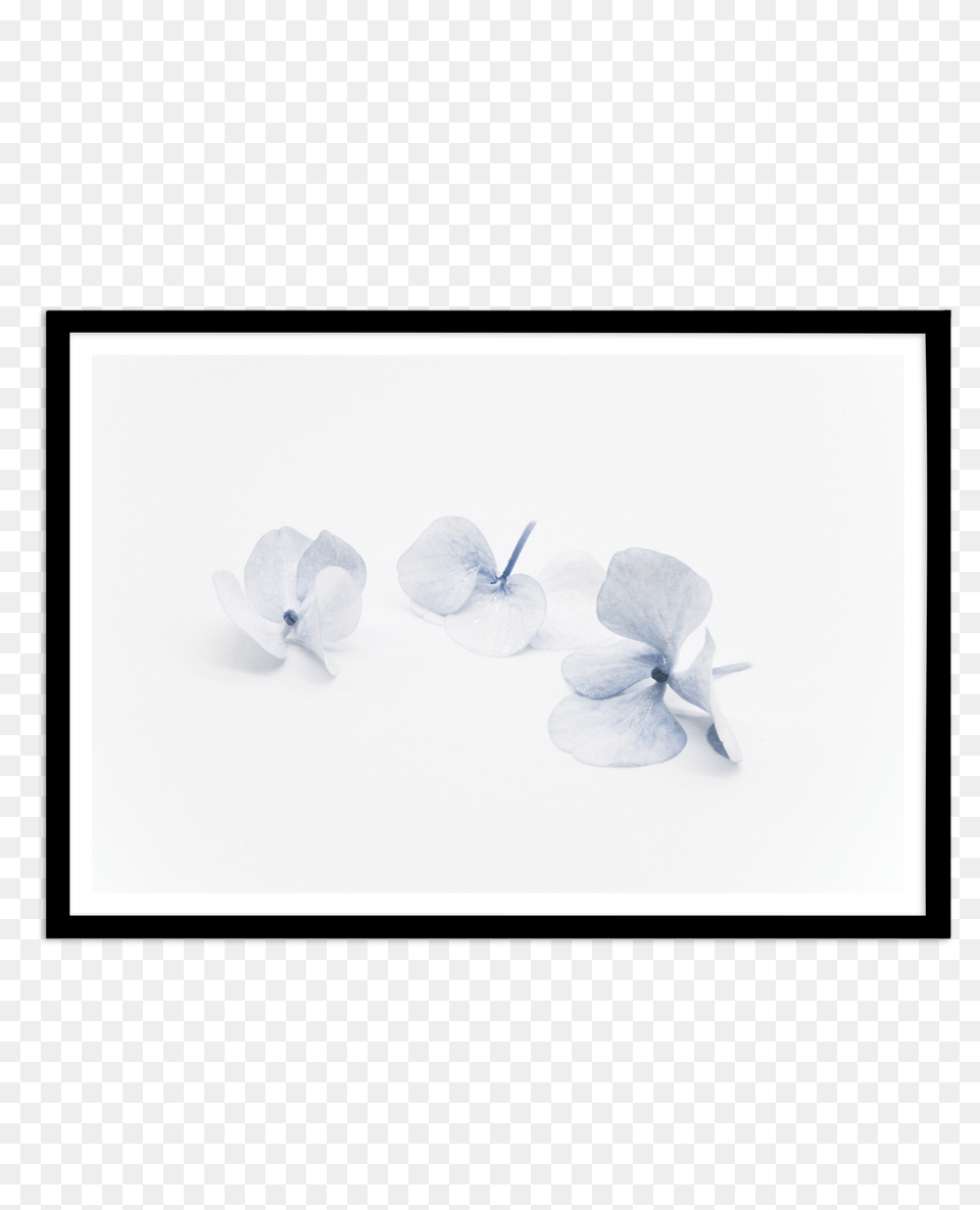 Three In Blue Hydrangea Fine Art Flower Print Or Poster, Anemone, Geranium, Petal, Plant Png