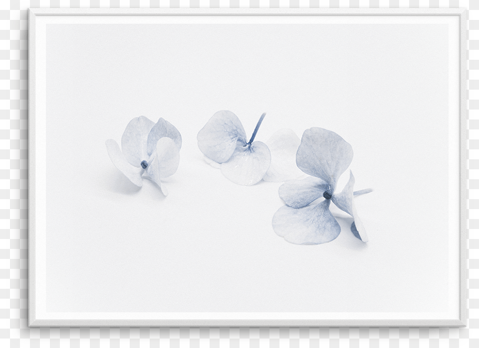 Three In Blue Sand Dollar, Flower, Geranium, Petal, Plant Png