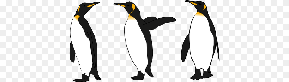 Three King Penguins, Animal, Bird, King Penguin, Penguin Free Png Download