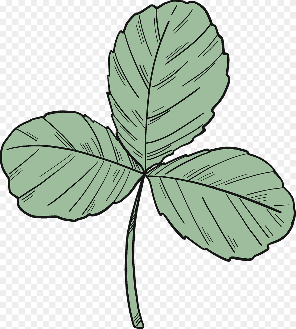 Three Leaf Clover Clipart, Plant, Person Free Png Download