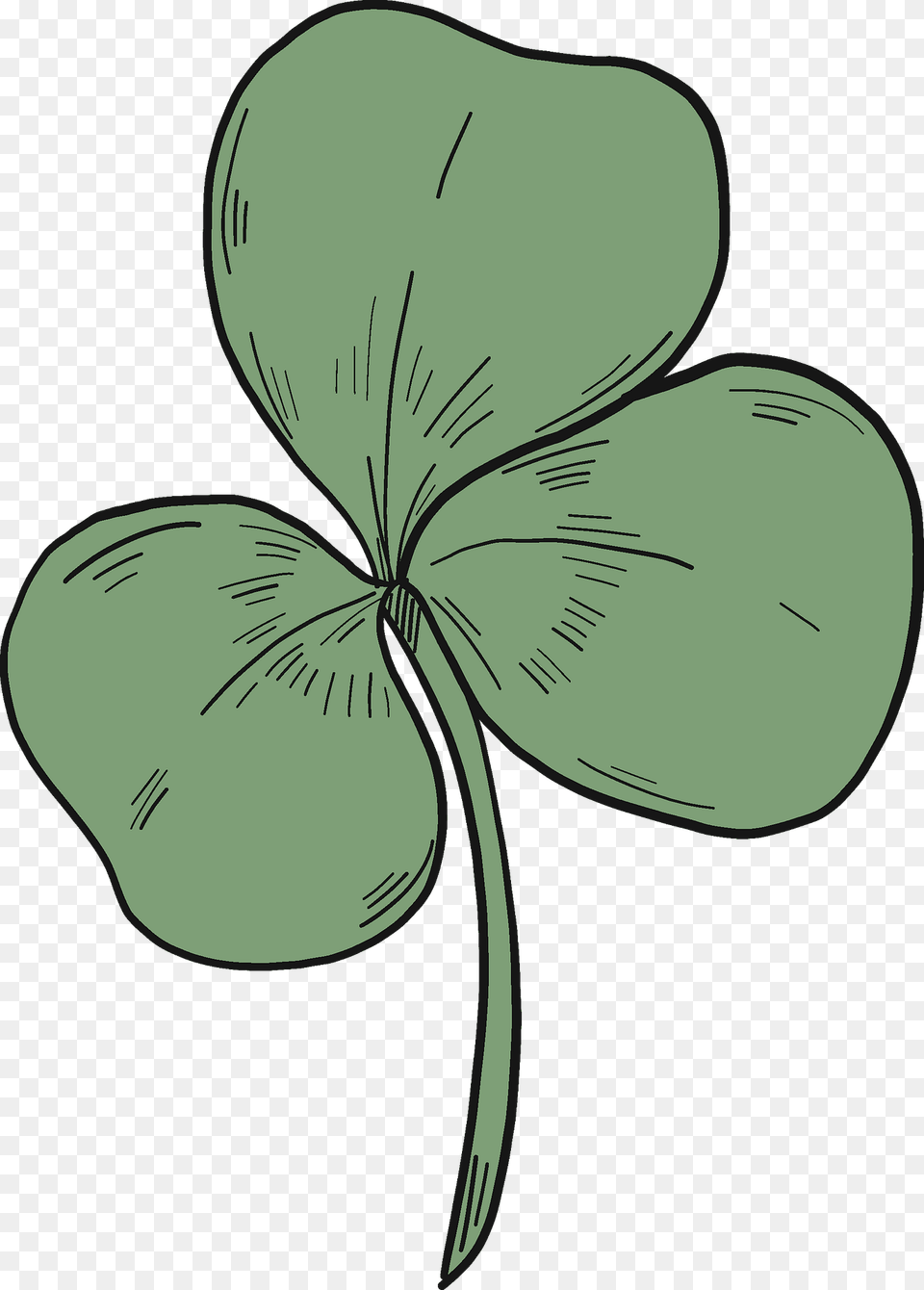 Three Leaf Clover Clipart, Plant, Flower, Person, Art Png