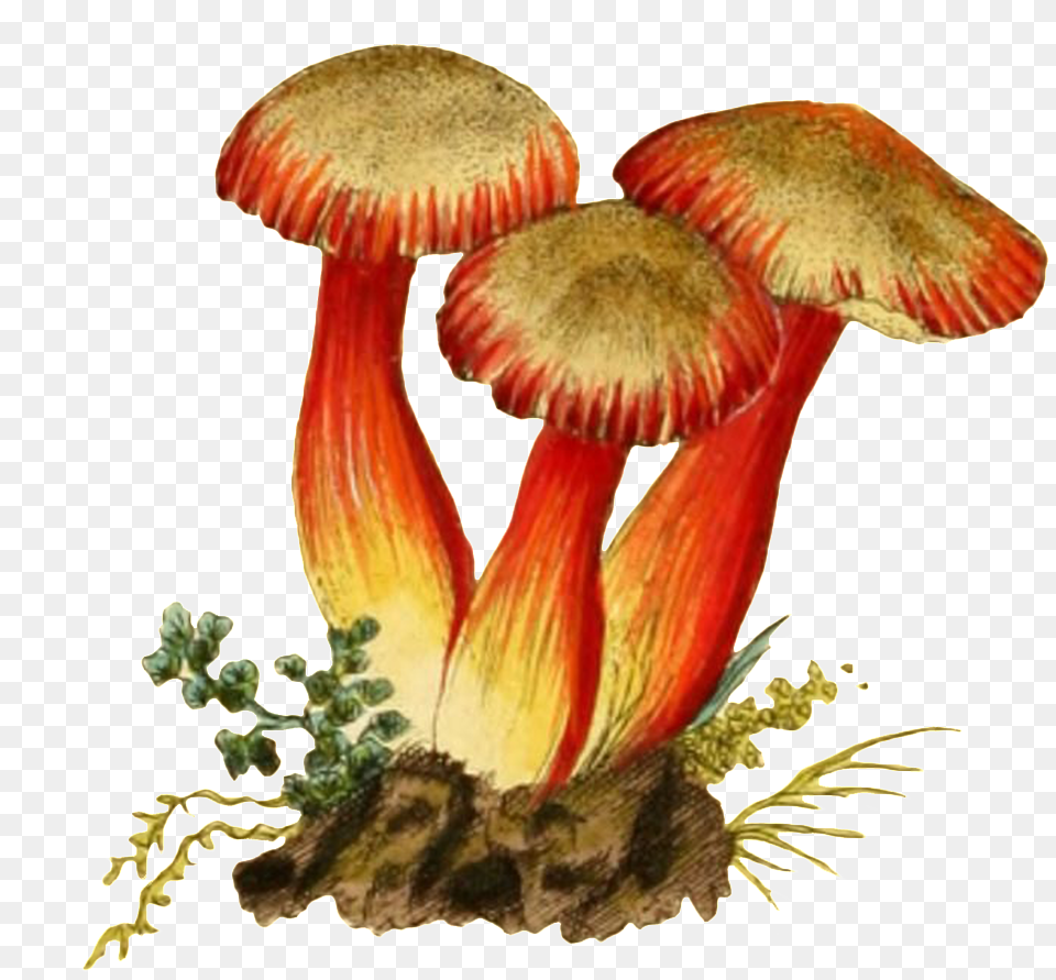 Three Mushroom Transparent Plant Vectors In The Soil Portable Network Graphics, Agaric, Fungus, Amanita Png