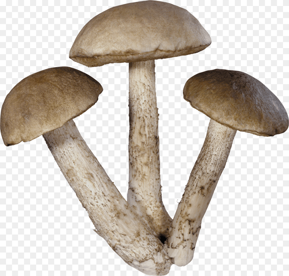 Three Mushrooms, Fungus, Plant, Agaric, Amanita Free Png