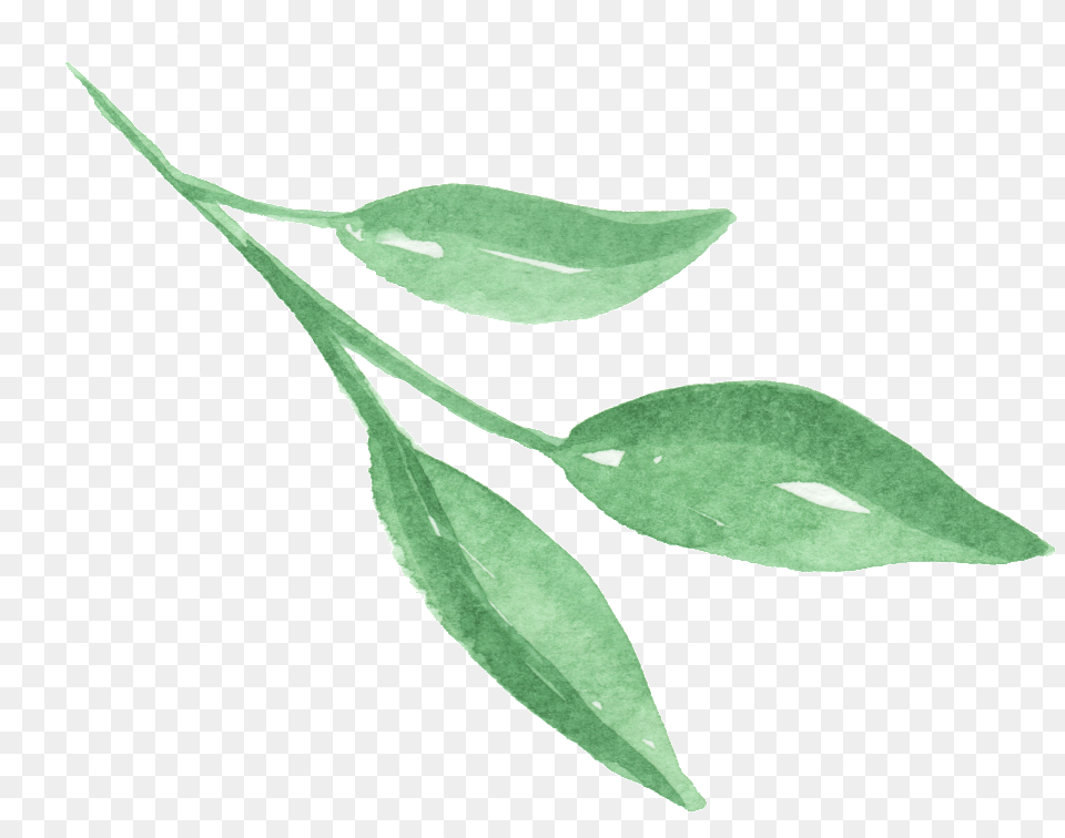 Three Pieces Of Bright Green Leaves Transparent Russian Olive, Herbal, Herbs, Leaf, Plant Free Png Download