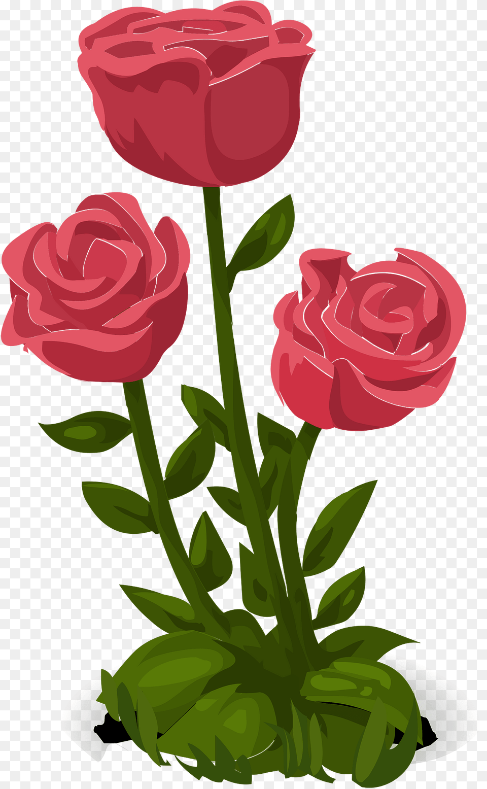 Three Pink Roses Clipart, Flower, Plant, Rose, Petal Png Image