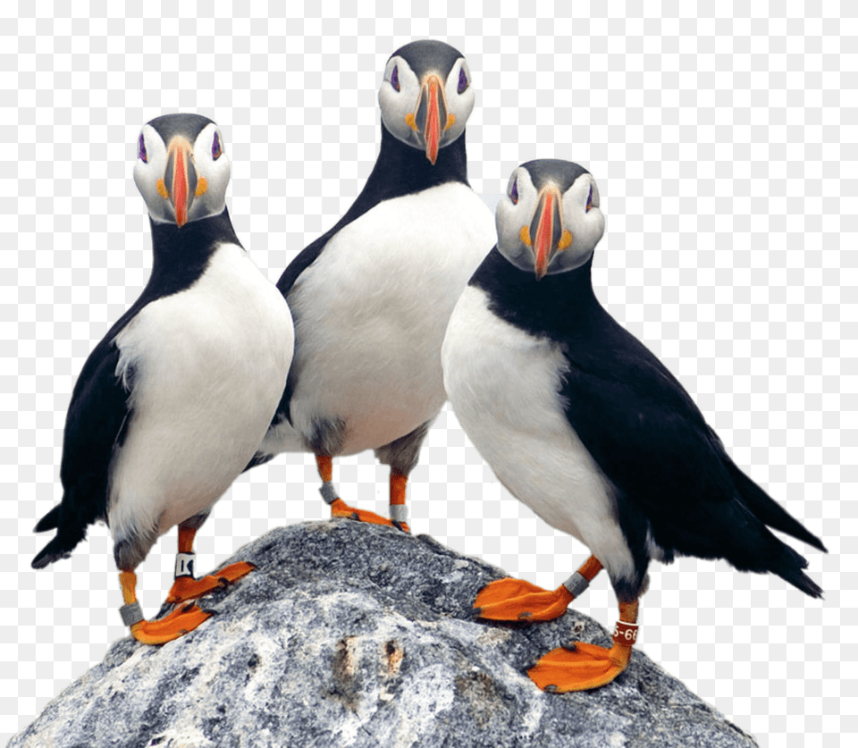 Three Puffins On A Rock, Animal, Bird, Penguin, Puffin Free Png