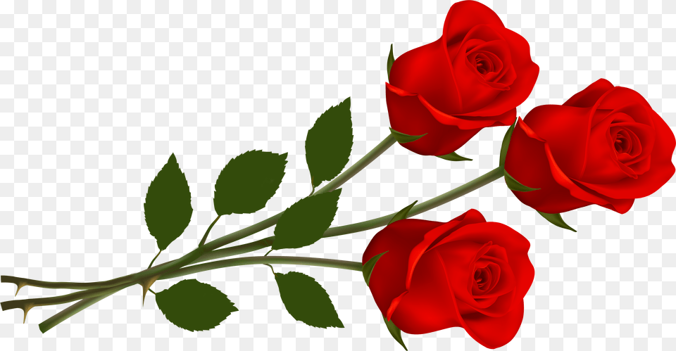 Three Red Roses, Flower, Plant, Rose Png Image