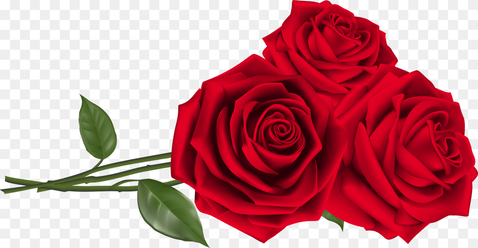 Three Red Roses Clipart Image Valentine Roses, Flower, Plant, Rose Free Png Download