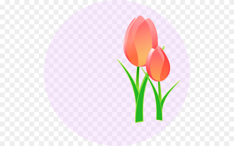 Three Red Tulips Images, Flower, Plant, Tulip, Disk Png Image