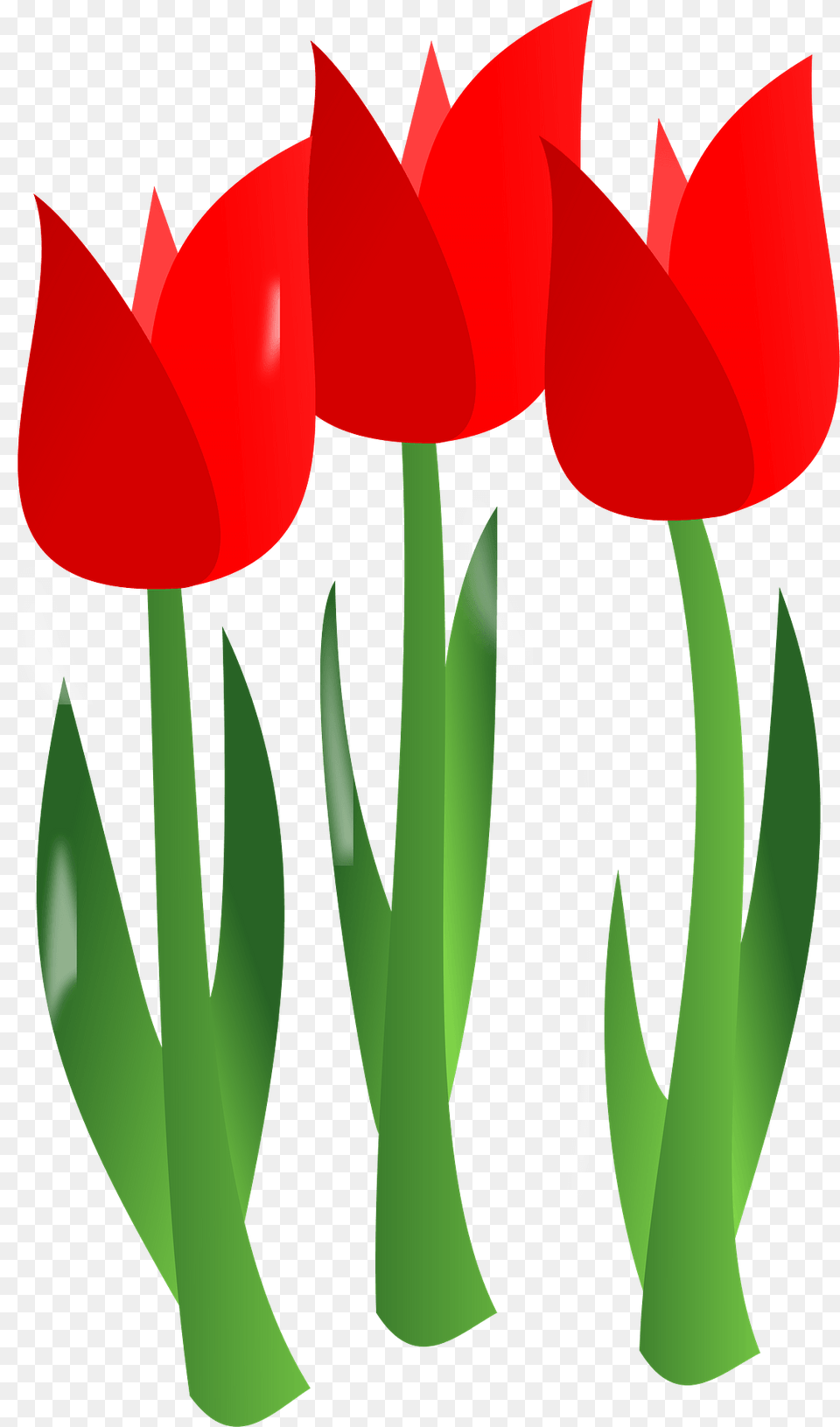 Three Red Tulips On The Stem Clipart, Flower, Plant, Tulip Png