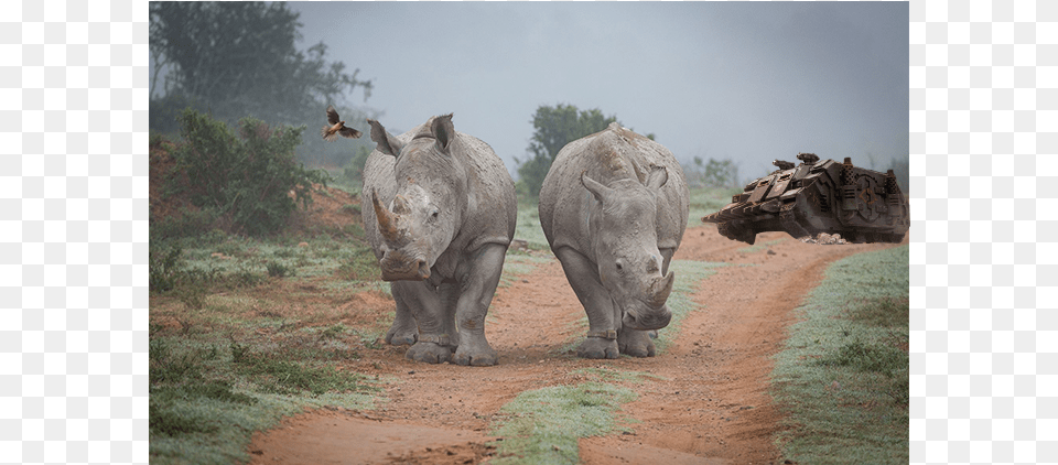Three Rhinos Rhinoceros, Animal, Bird, Wildlife, Mammal Free Png