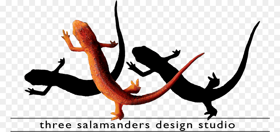 Three Salamanders Graphic Design Video Editing And, Animal, Lizard, Reptile, Amphibian Free Transparent Png